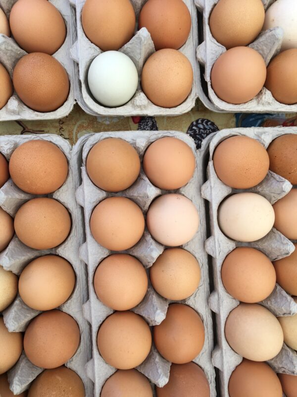 Chicken; Eggs
